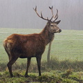 Laparmendi (505)